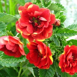 Лапчатка гибридная Gibson’s Scarlet