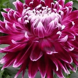 Георгина Vancouver