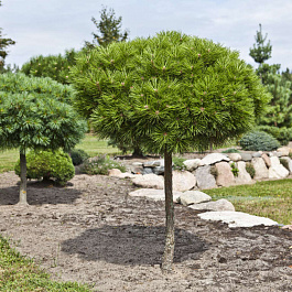 Сосна горная Мопс штамб