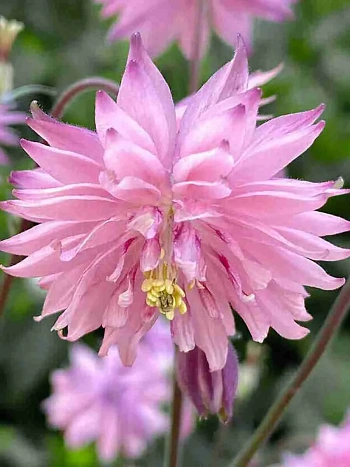 Аквилегия Rose Barlow