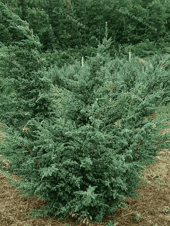 Можжевельник китайский Blue Alps