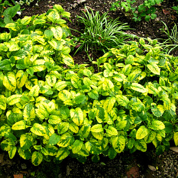 Мелисса (Лимонная мята) лекарственная Aureovariegata