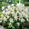 Аквилегия обыкновенная Early Bird White