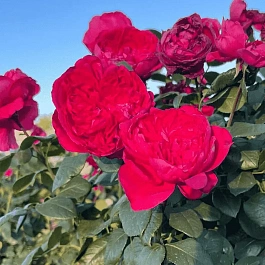 Роза Чайно-гибридная Alain Souchon