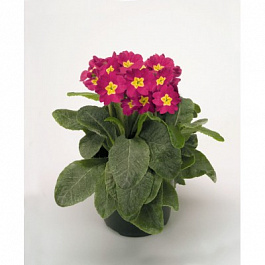Примула высокая Крещендо Беллароза