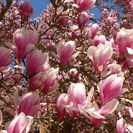 Магнолия Суланжа