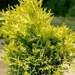 Туя западная Golden Anne