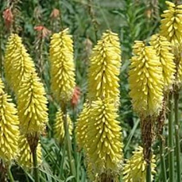 Книфофия гибридная Персис Прайд