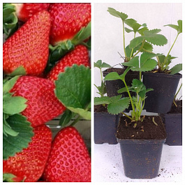 Земляника садовая Эми НАБОР 3ШТ Земляника садовая Эми НАБОР 3ШТ