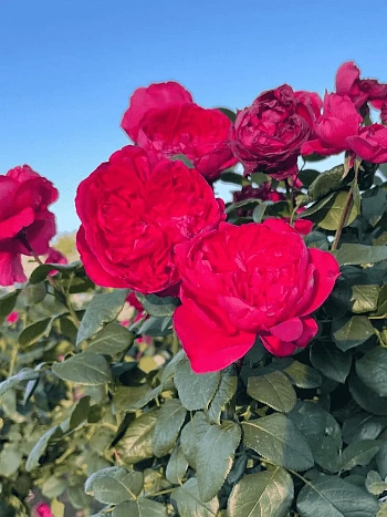 Роза Чайно-гибридная Alain Souchon