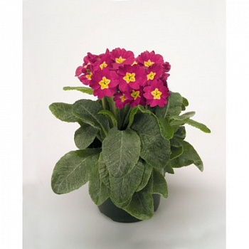 Примула высокая Крещендо Беллароза