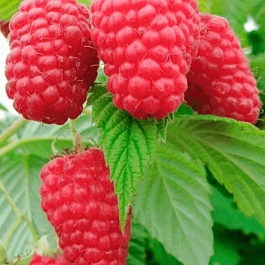 Малина обыкновенная Гусарская доблесть