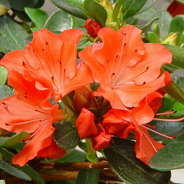 Азалия японская Гейша Ориндж