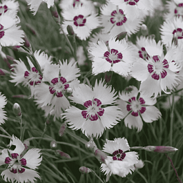 Гвоздика Перистая Ine