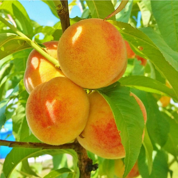 Персик колонновидный Сувенир