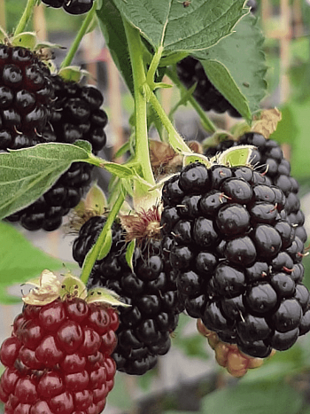 Ежевика Glorniwa