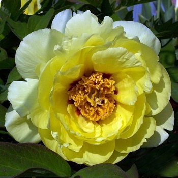 Пион древовидный Хай Нун