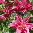 Лилия Roselily Dalinda