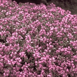 Тимьян ранний Hall"s Variety Rosa