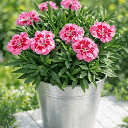 Гвоздика Oscar Pink Heart