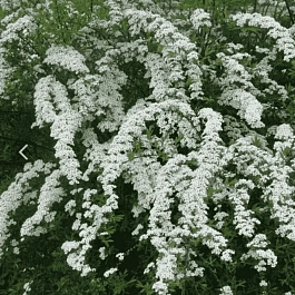 Спирея Тунберга