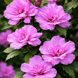 Гибискус Сирийский Ardens