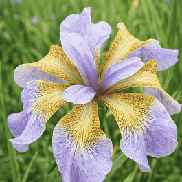 Ирис сибирский Memphis Memory