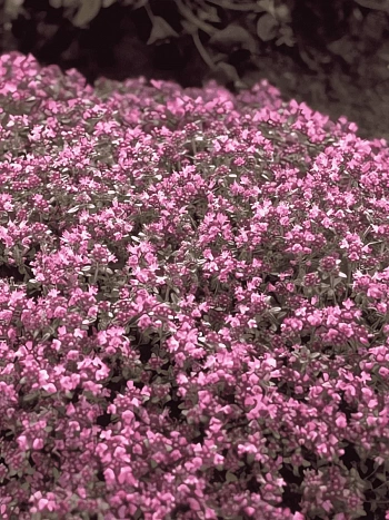 Тимьян ранний Hall"s Variety Rosa