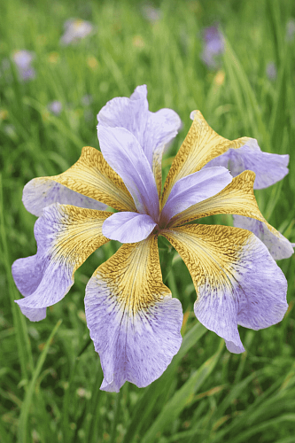 Ирис сибирский Memphis Memory