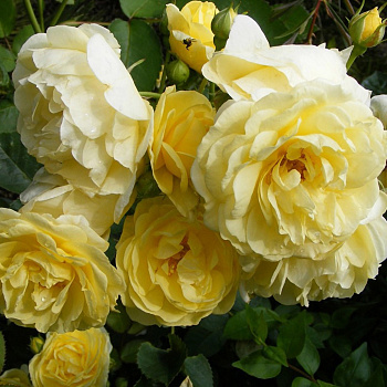 Роза почвопокровная Фэйри Йеллоу