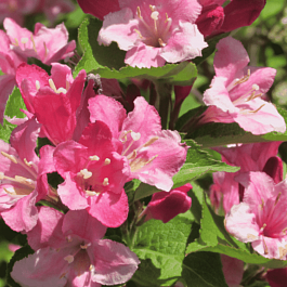 Вейгела Bouquet Rose