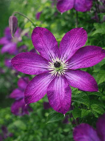 Клематис Venosa Violacea