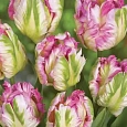 Тюльпан попугайный Weber's Parrot Pink