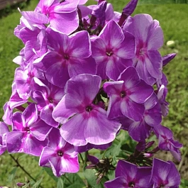 Флокс Шторм