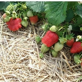 Земляника садовая Юбилейная Говоровой