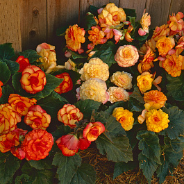 Бегония клубневая Он Топ Сансет Шейдес