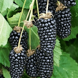 Ежевика Columbia Giant