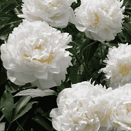 Пион Молочноцветковый Henry Sass