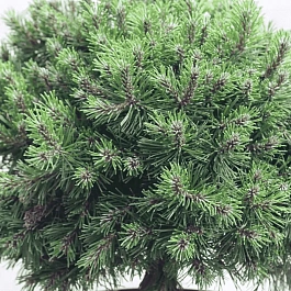 Сосна горная Lilliput штамб 80 см