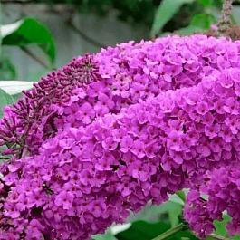 Буддлея давида Border Beauty