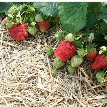 Земляника садовая Юбилейная Говоровой