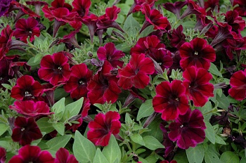 Петуния Sweetunia Johnny Flame