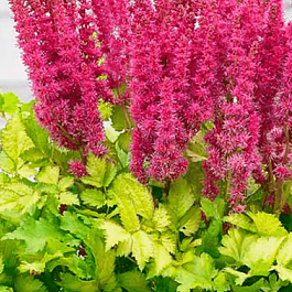 Астильба китайская Color Flash Lime