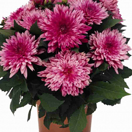 Георгин Electro Pink