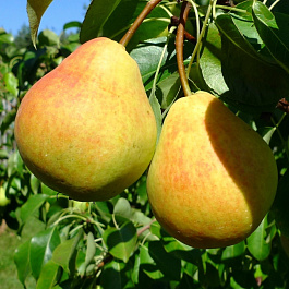 Груша плодовая Лада Груша плодовая Лада