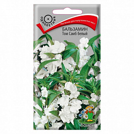 Бальзамин Том Самб белый
