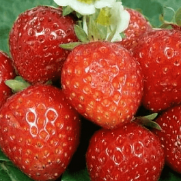 Земляника садовая Тенира