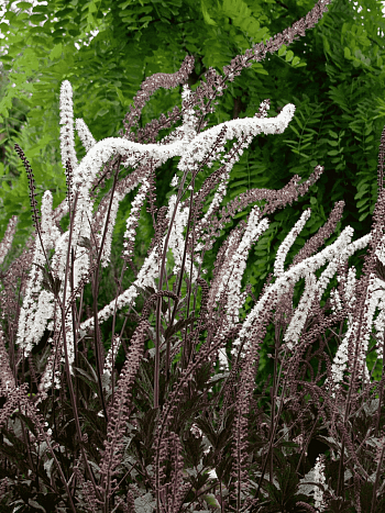 Клопогон ветвистый