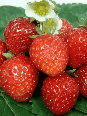 Земляника садовая Тенира