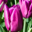 Тюльпан ранний Purple Prince